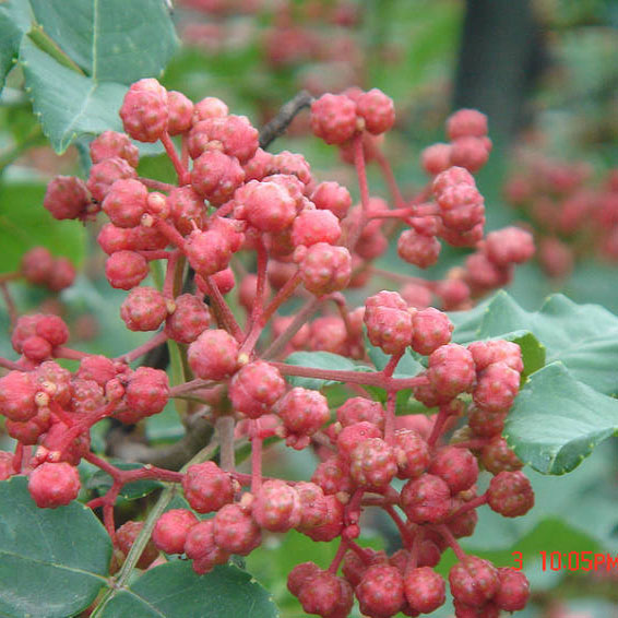 獅子頭大紅袍