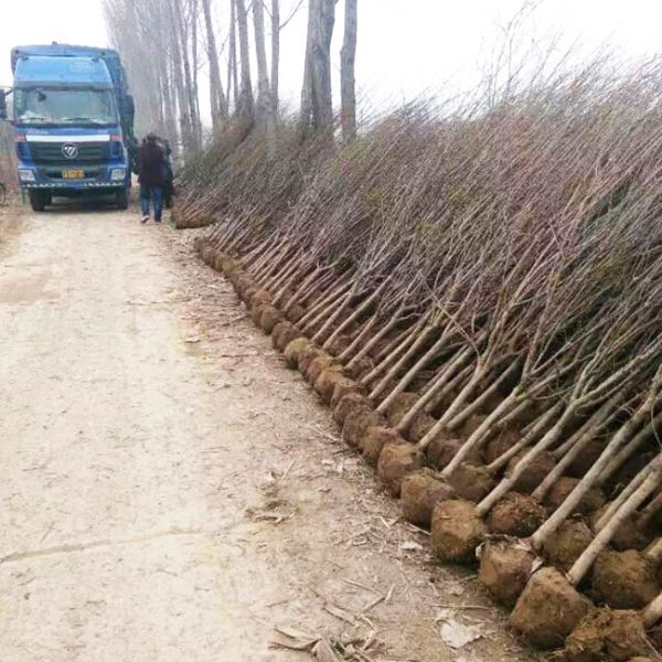 實景—石榴苗發貨現場