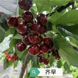 齊早櫻桃苗